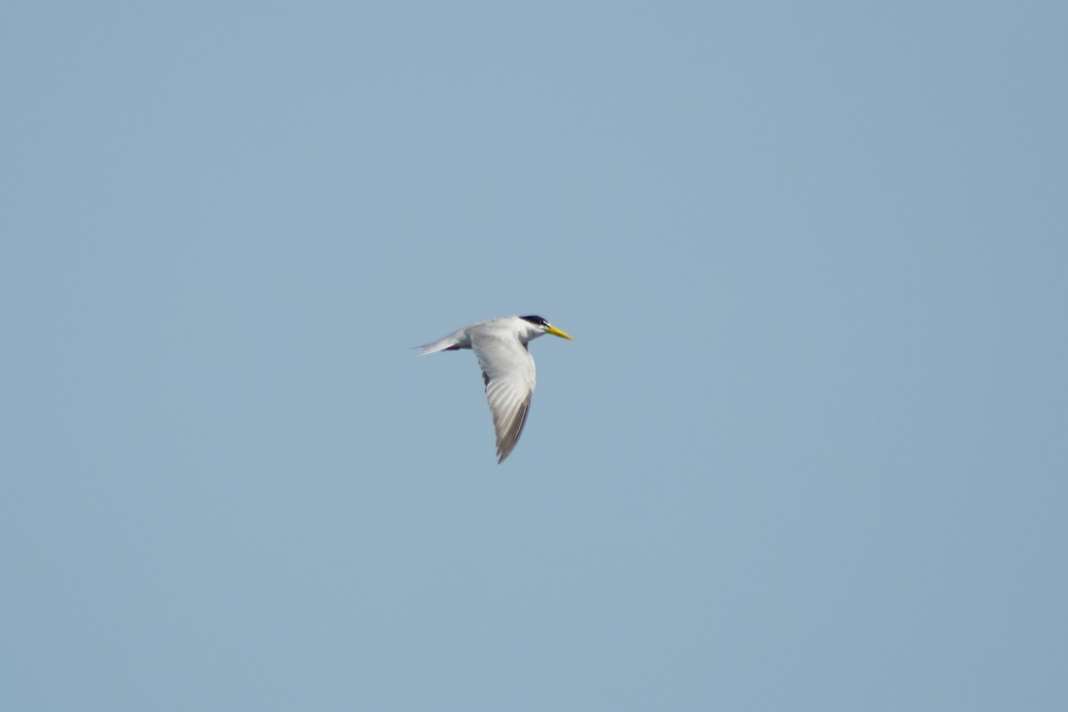 Yellow-billed Tern - ML644280091