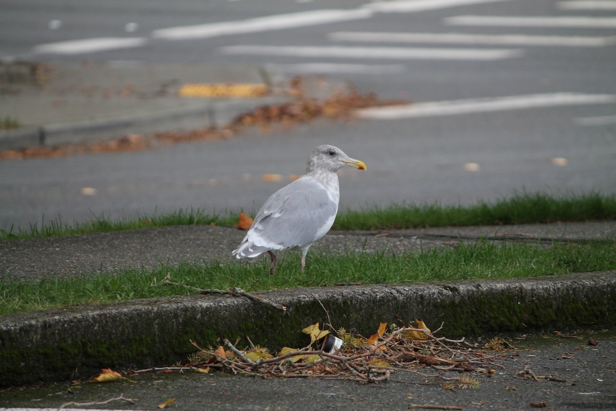 Western x Glaucous-winged Gull (hybrid) - ML644280092