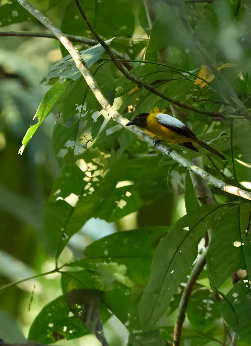 Weißschulter-Würgertangare - ML644280094