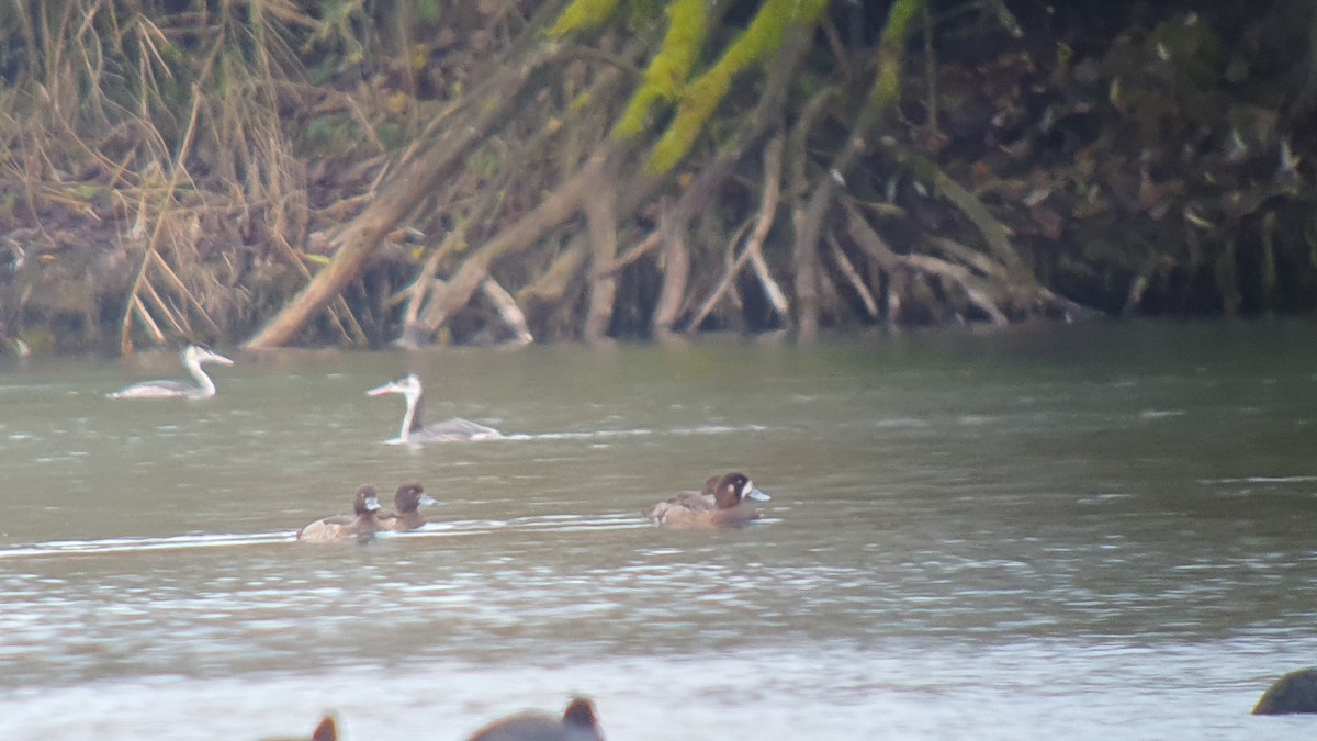 Greater Scaup - ML644280095