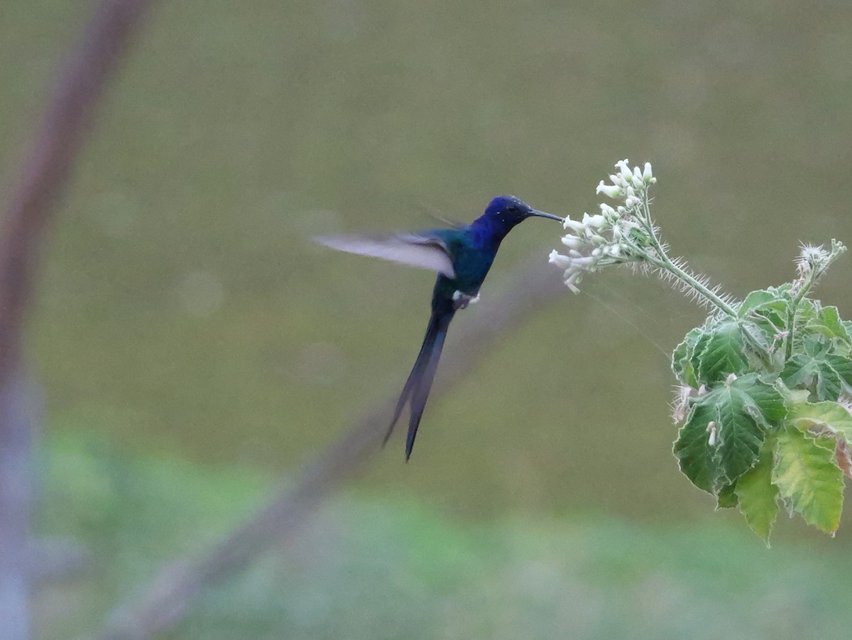 ツバメハチドリ - ML644280099