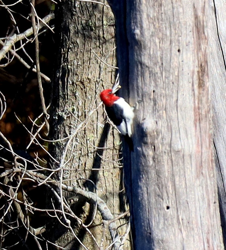 Red-headed Woodpecker - ML644280101