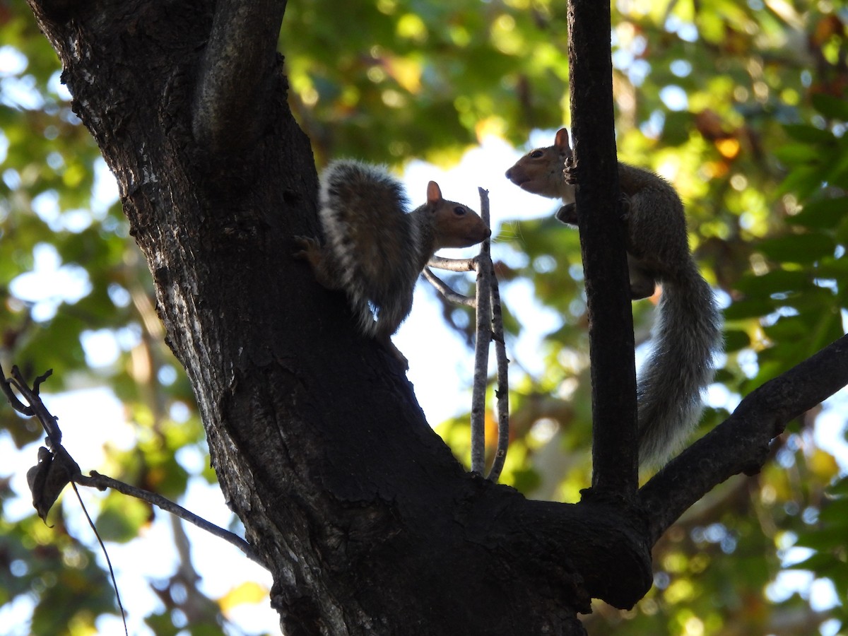 Animals - ML644280102