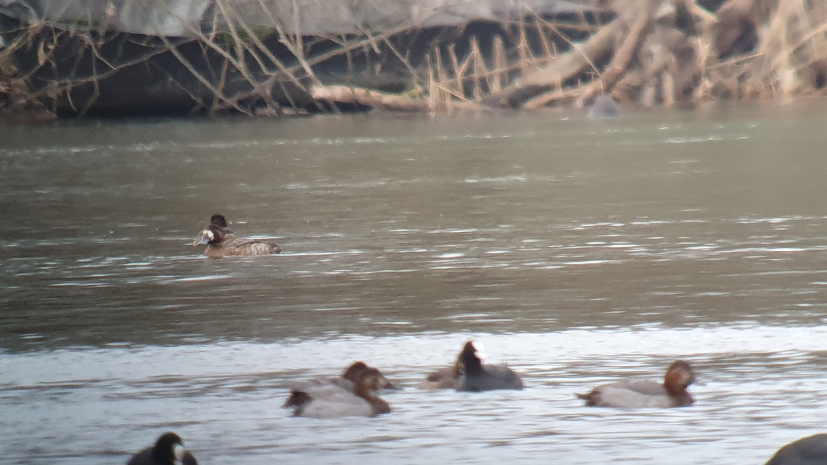 Greater Scaup - ML644280103