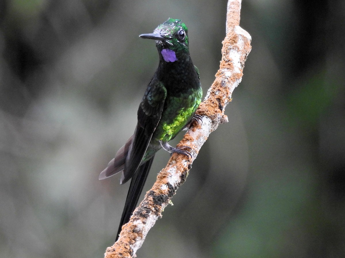 İmparator Pırıltı - ML644280105