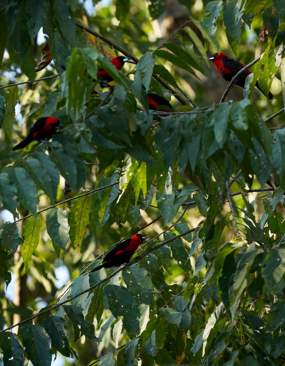 Maskentangare - ML644280106