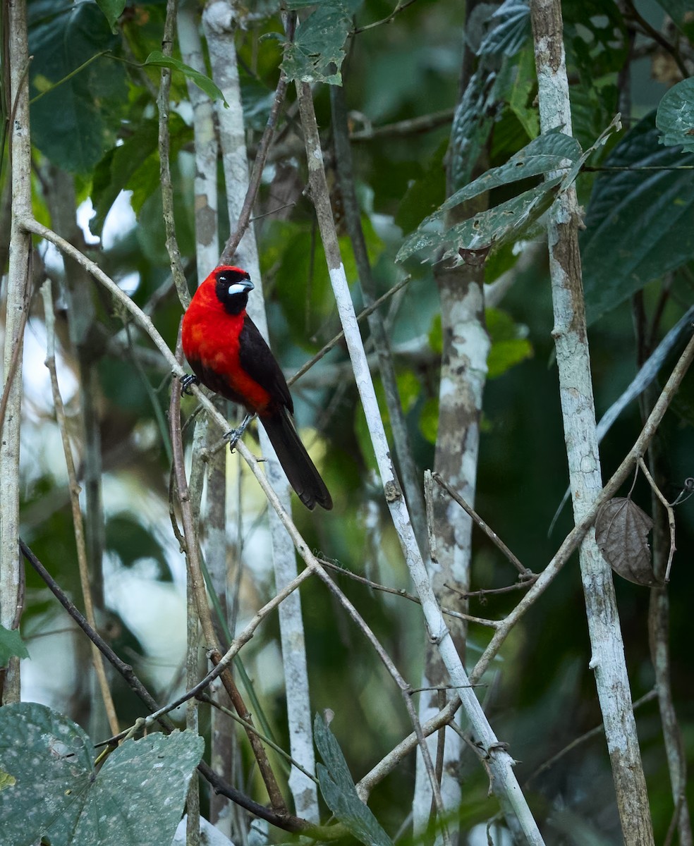 karminbrysttanagar - ML644280109