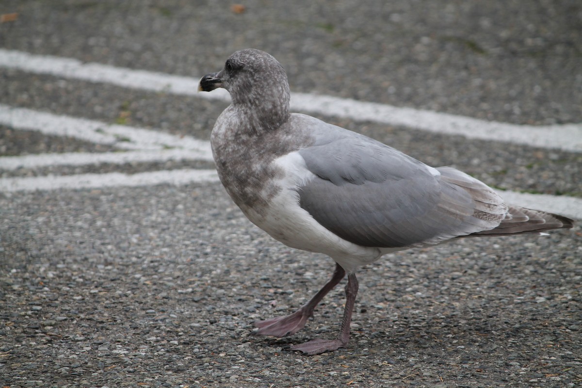 Western x Glaucous-winged Gull (hybrid) - ML644280117