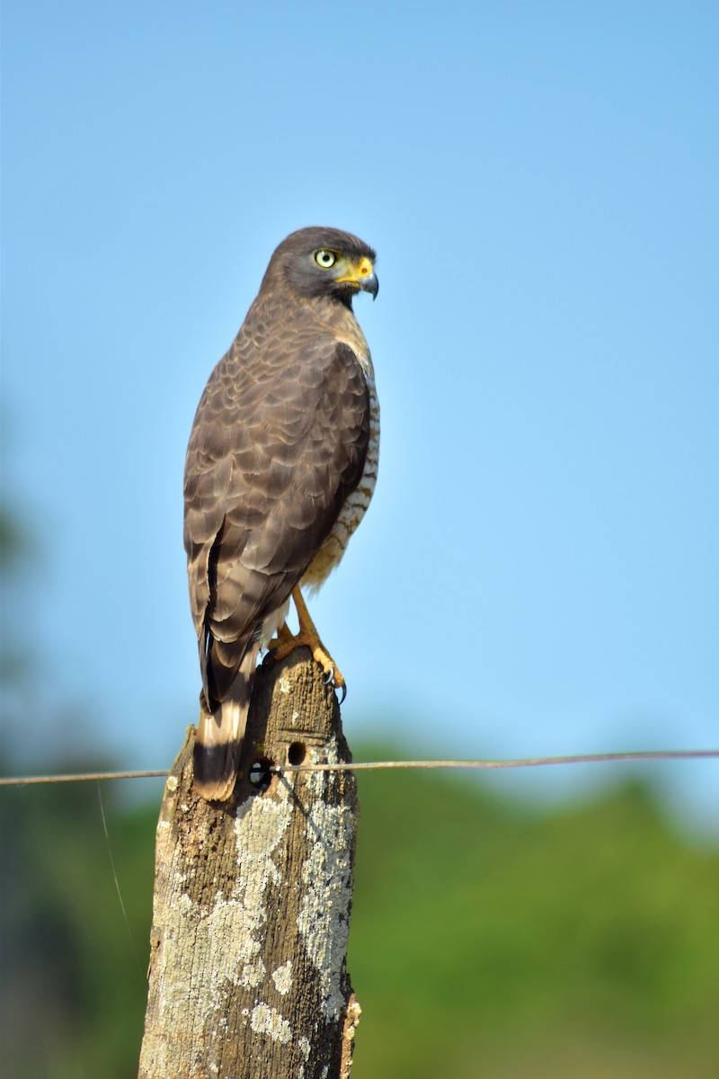 veivåk - ML644280119