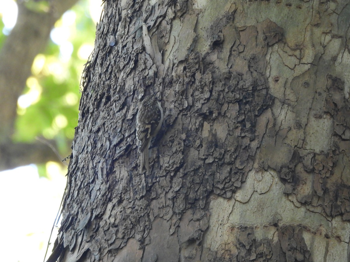 Brown Creeper - ML644280122