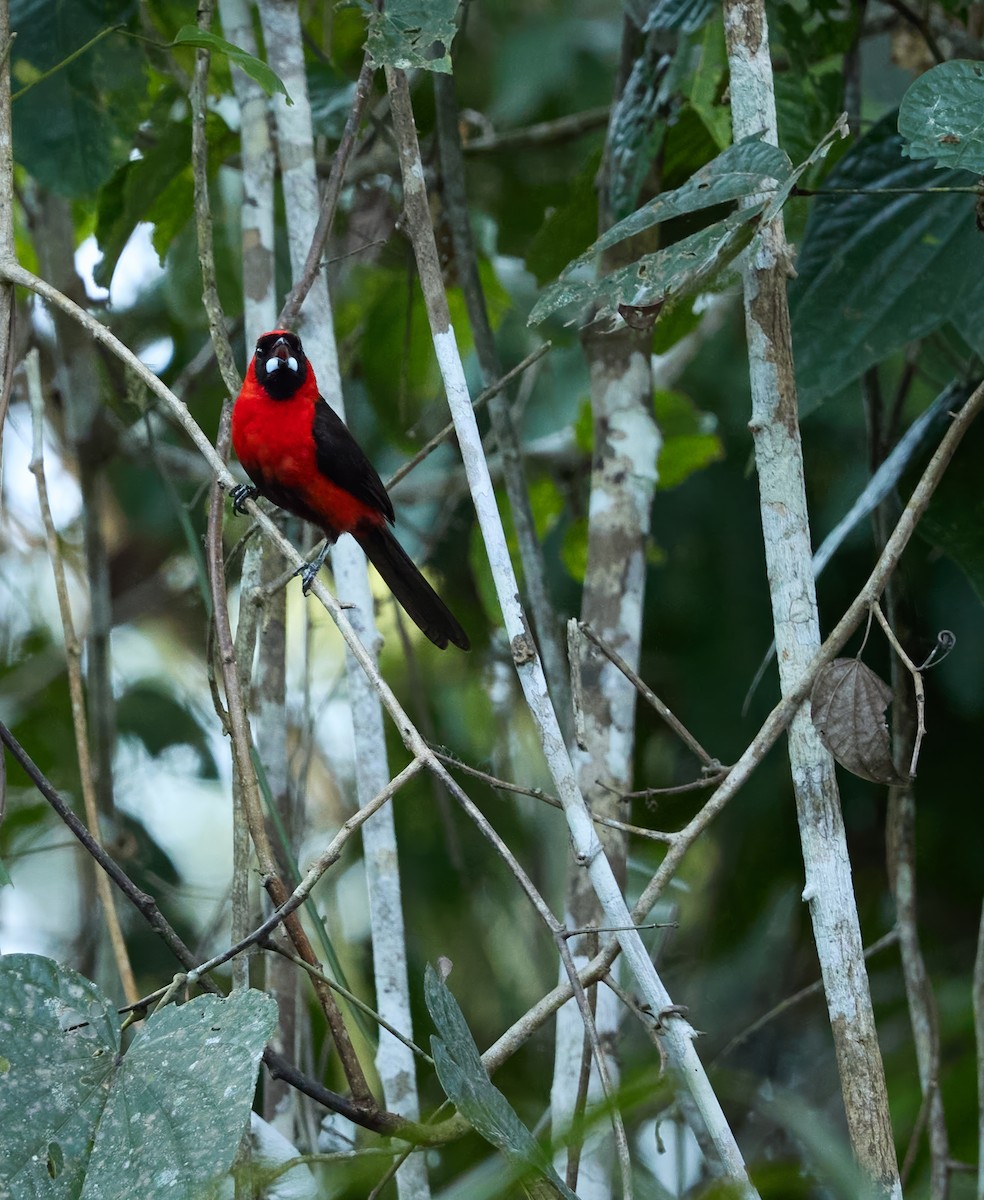 karminbrysttanagar - ML644280124