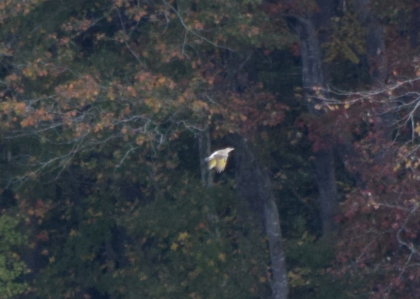 gullspett - ML644280128