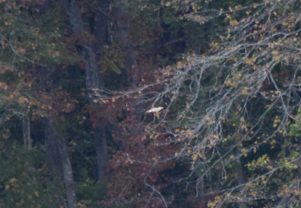 gullspett - ML644280129