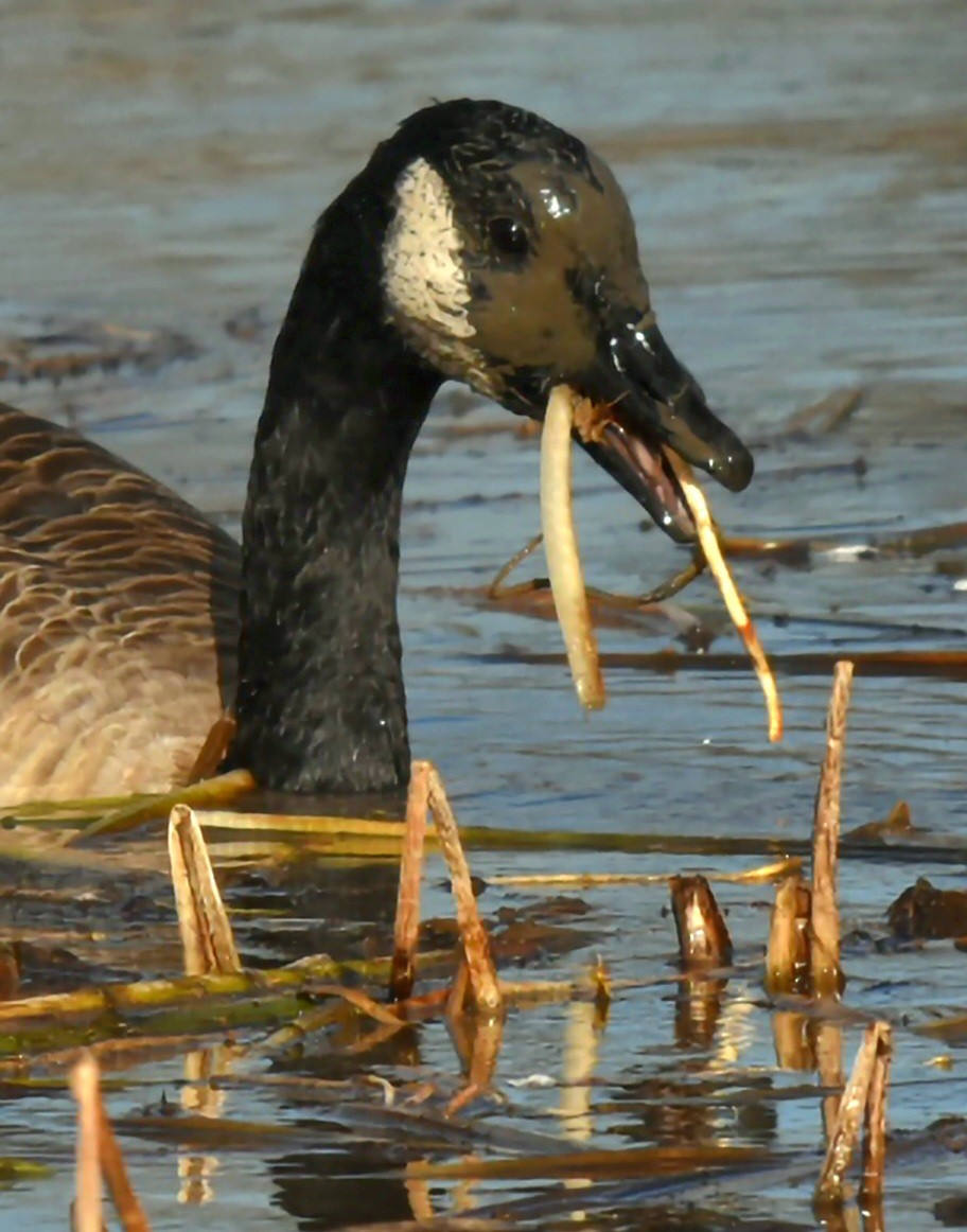 kanadagås - ML644280130