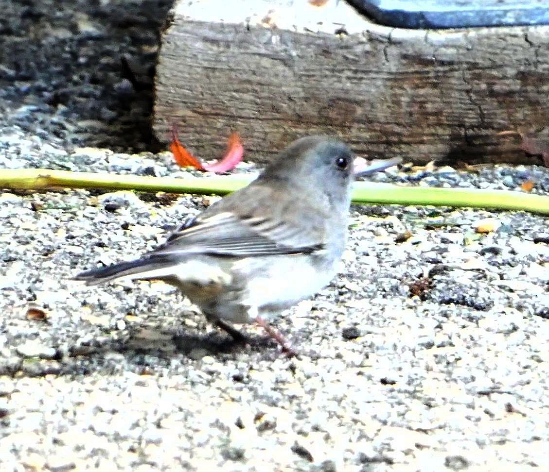 vinterjunko - ML644280131