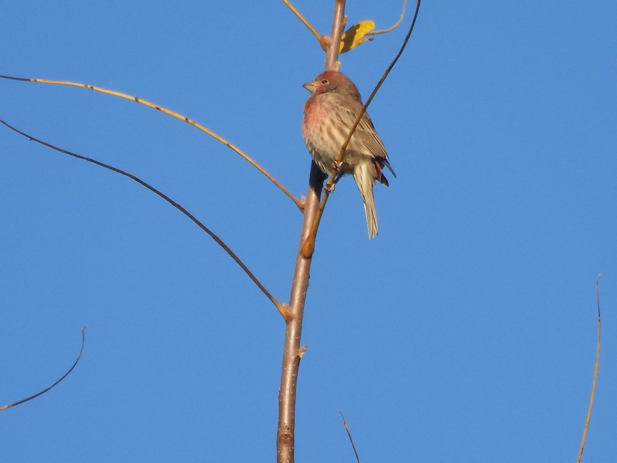 husrosenfink - ML644280132