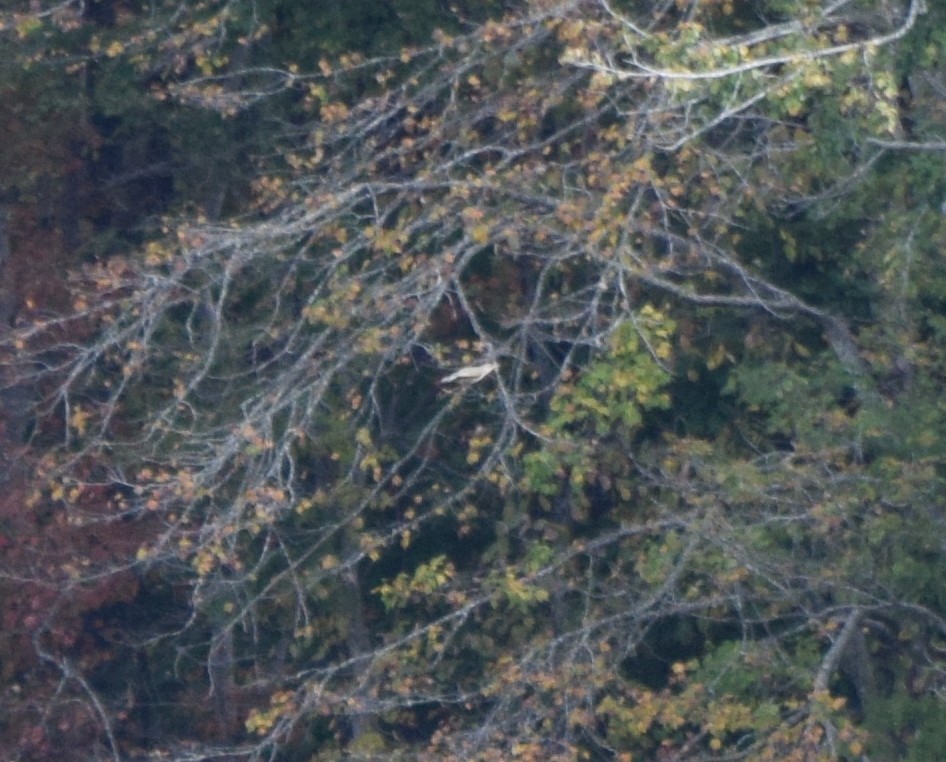 gullspett - ML644280133