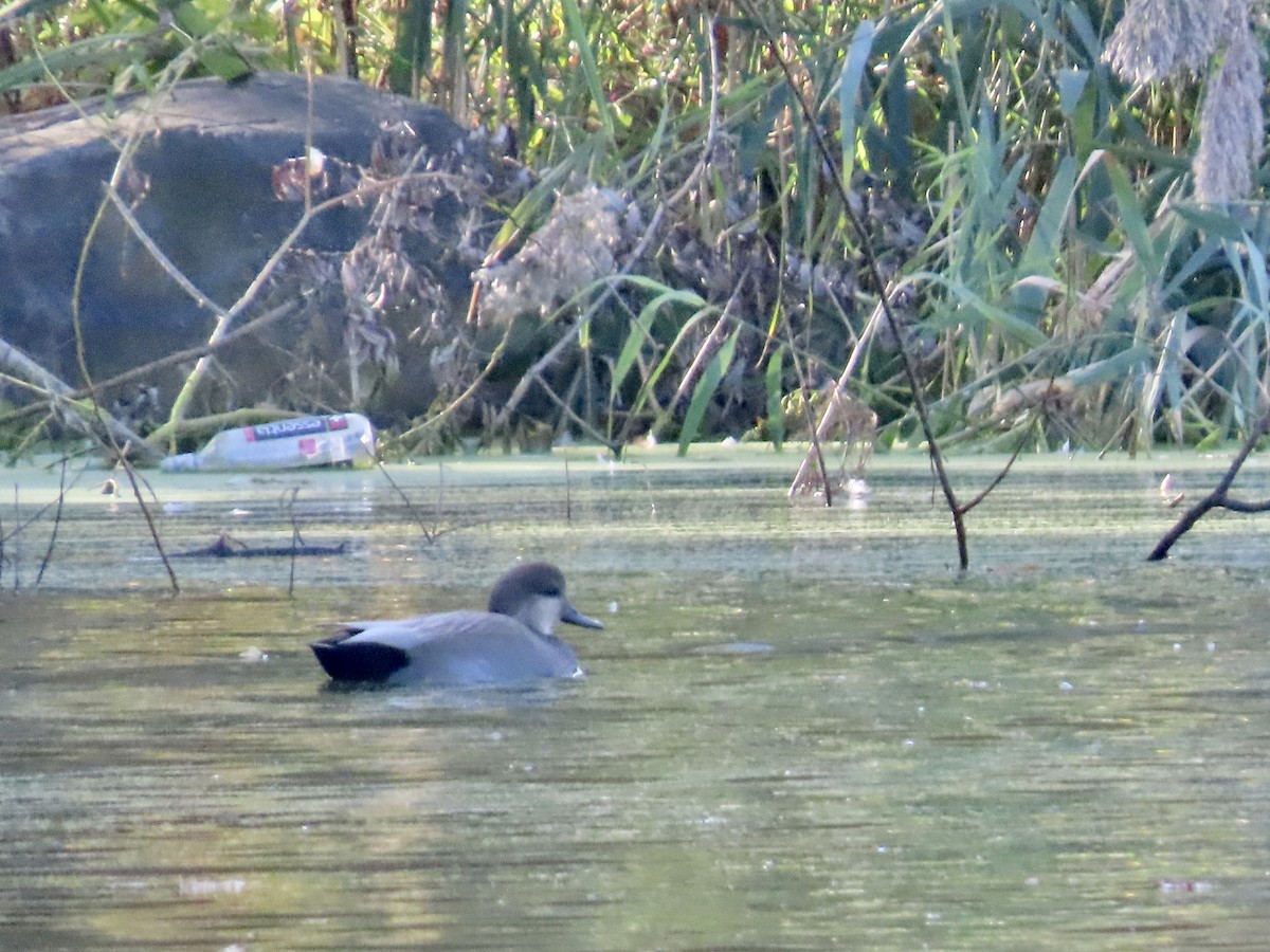 snadderand - ML644280134