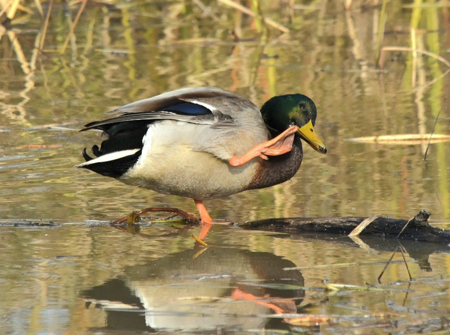 stokkand - ML644280138