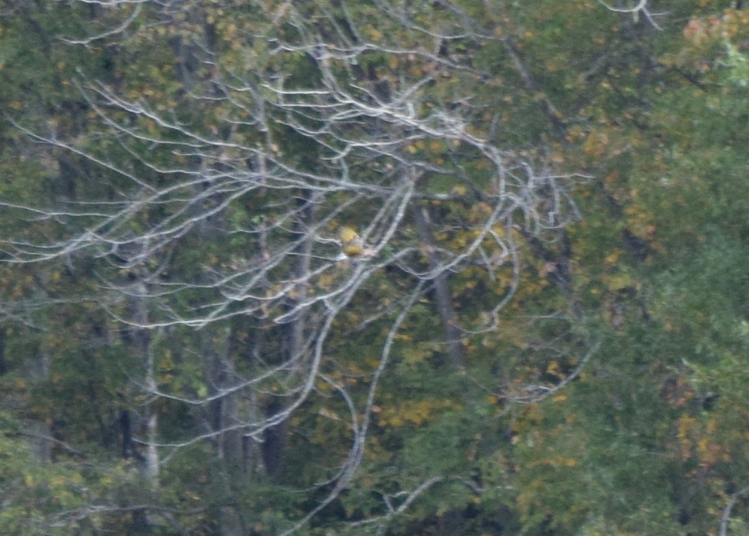 gullspett - ML644280139