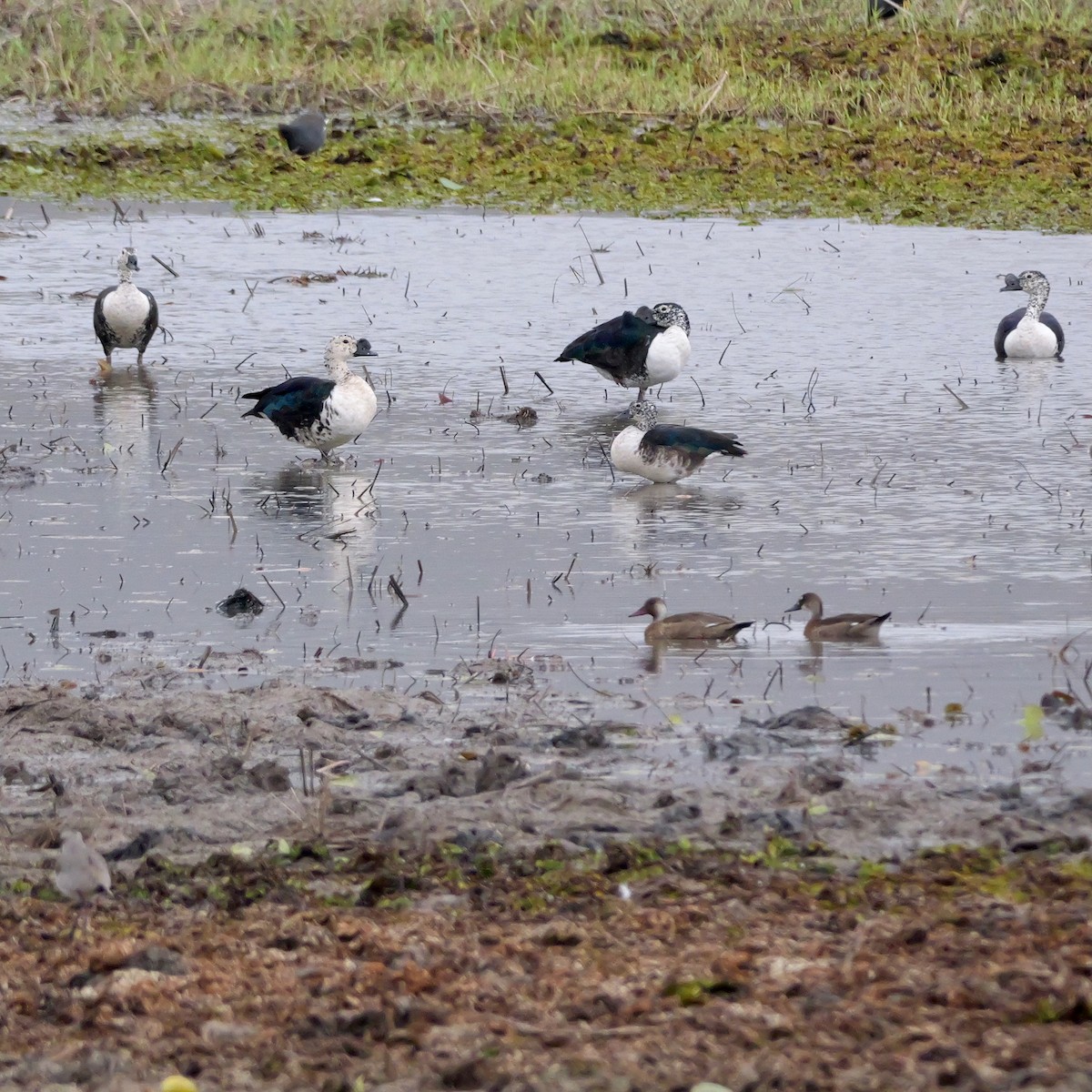 kjølnebband - ML644280140