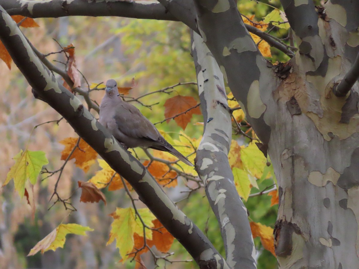 tyrkerdue - ML644280141