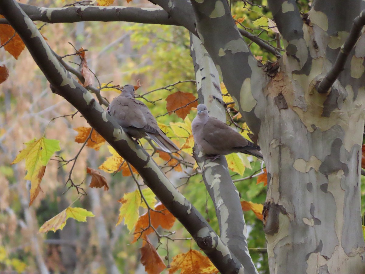 tyrkerdue - ML644280142