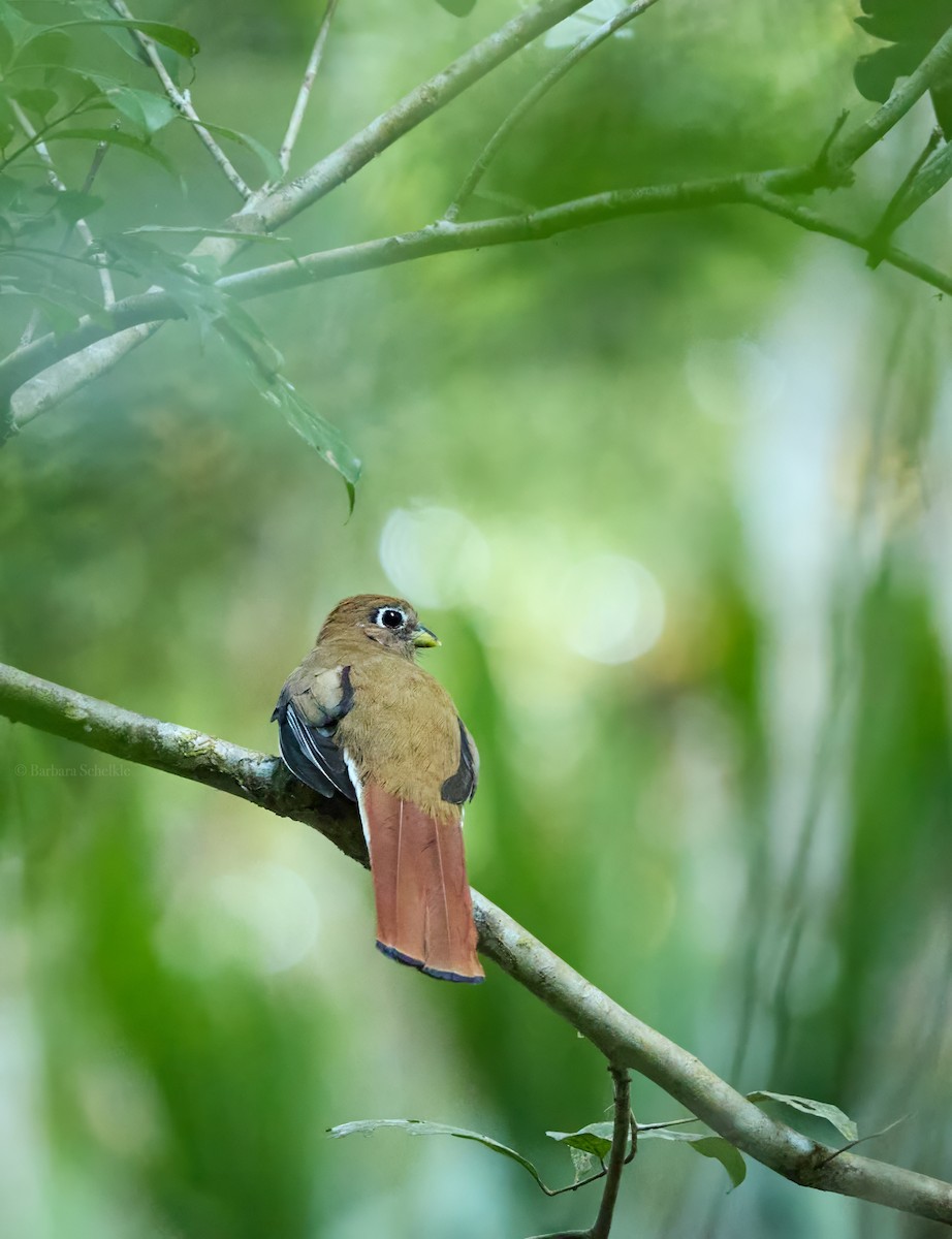 båndtrogon - ML644280143