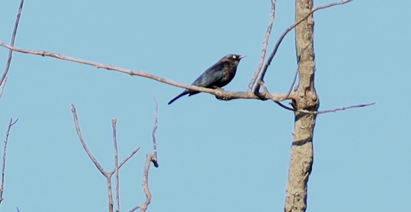 glanstrupial - ML644280144