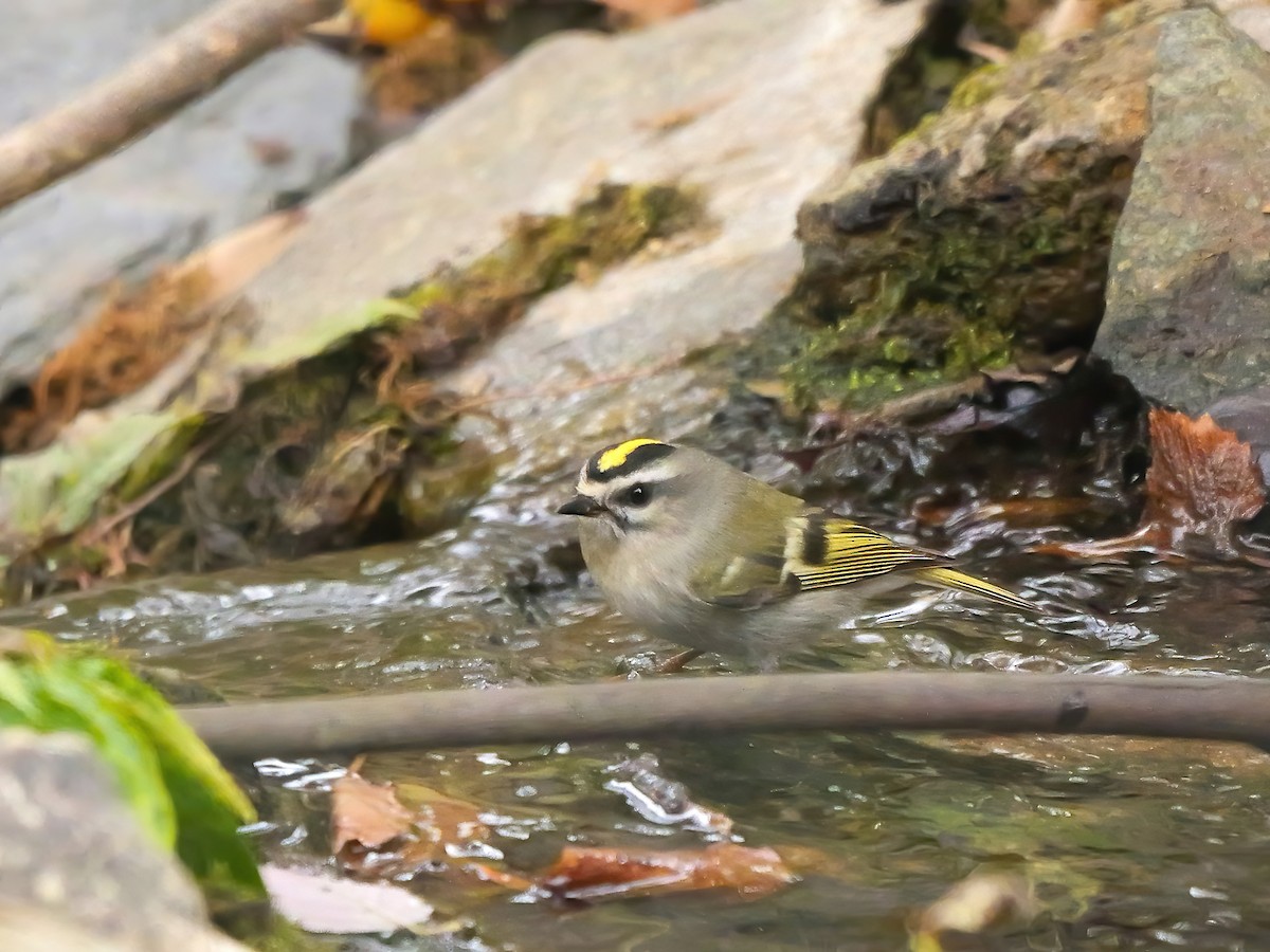 ildkronefuglekonge - ML644280145