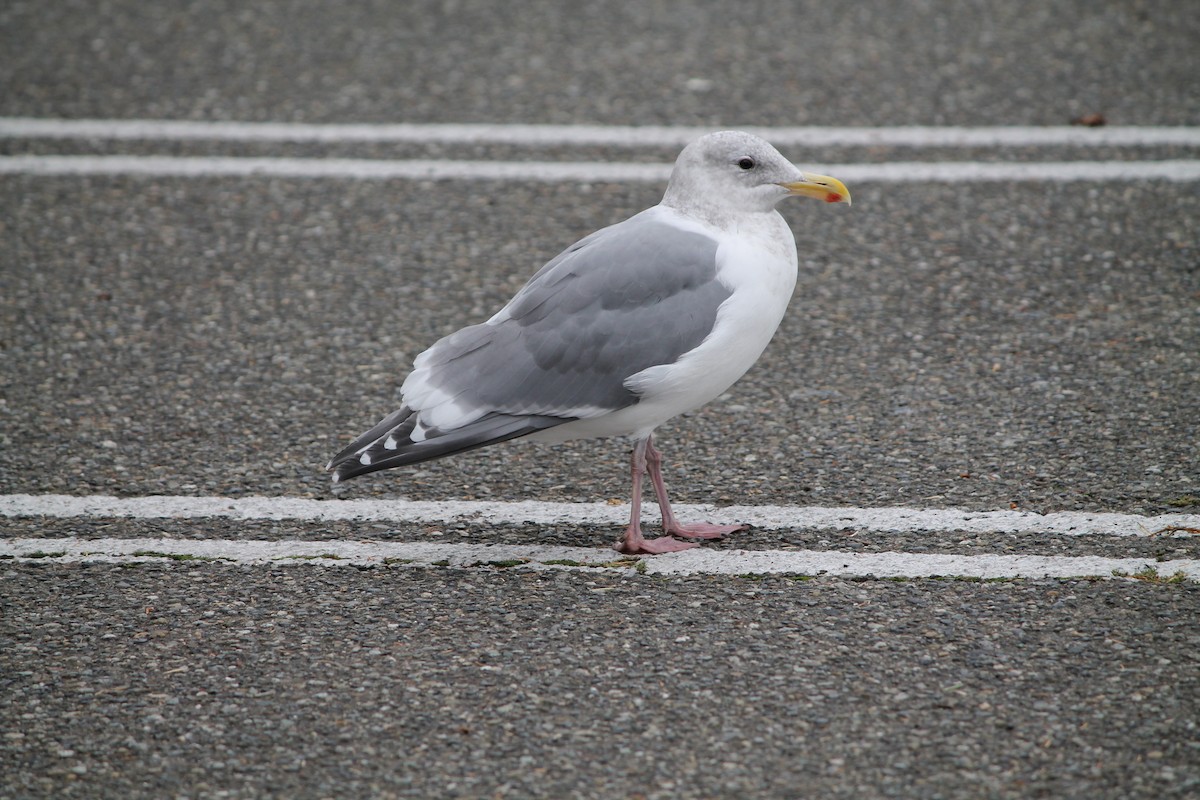 kaliforniasvartbak x gråvingemåke (hybrid) - ML644280147