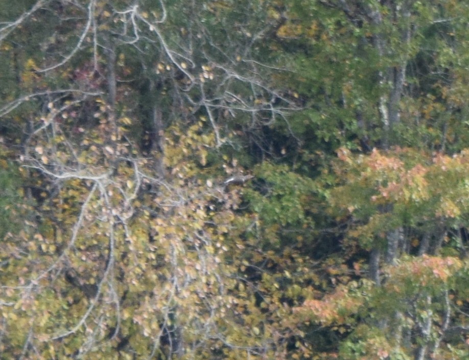 gullspett - ML644280148