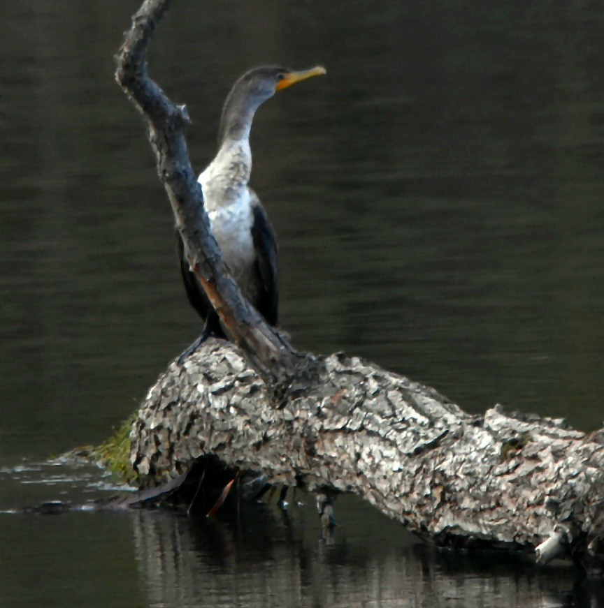 totoppskarv - ML644280149