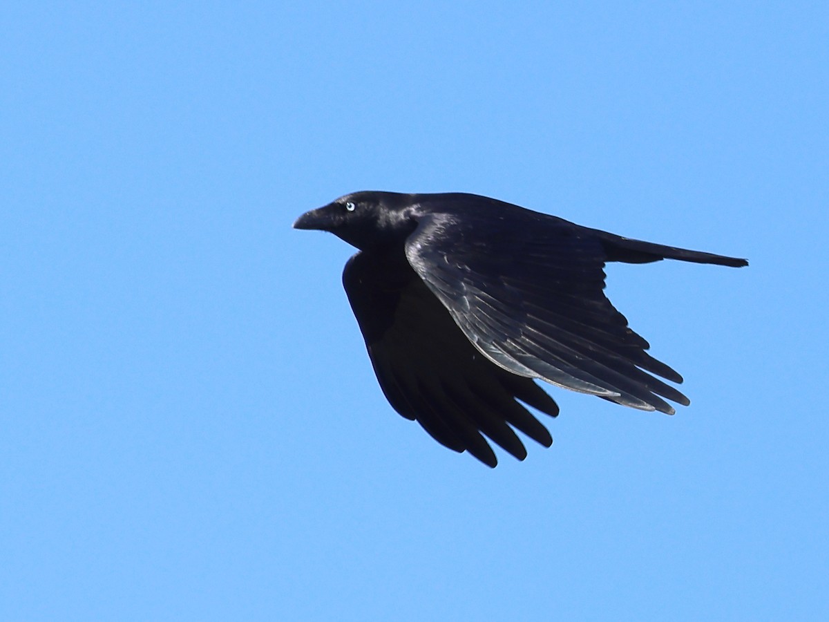 australkråke - ML644280150