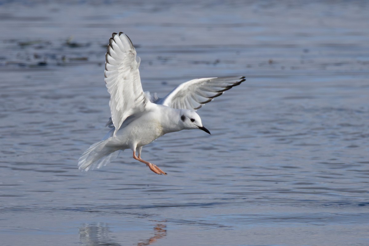 kanadahettemåke - ML644280151