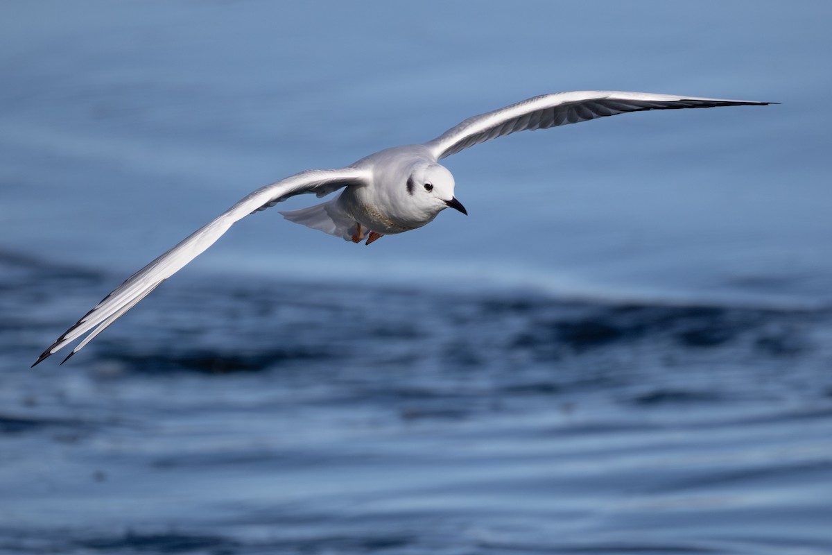 kanadahettemåke - ML644280152