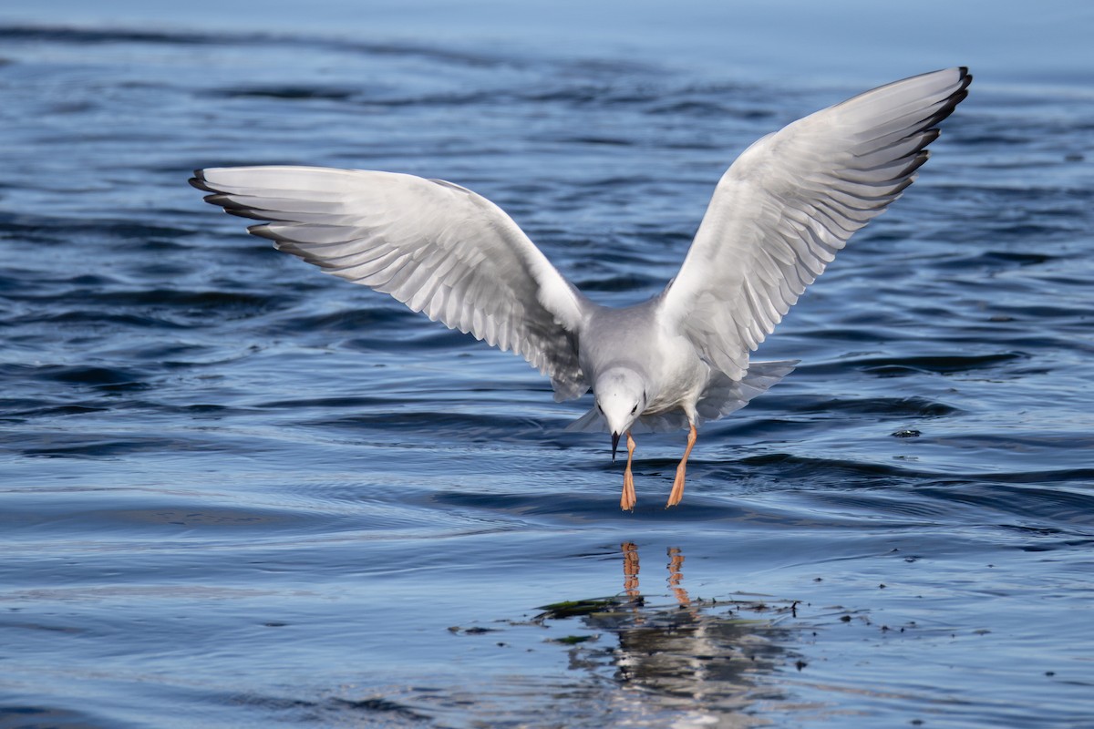 kanadahettemåke - ML644280153