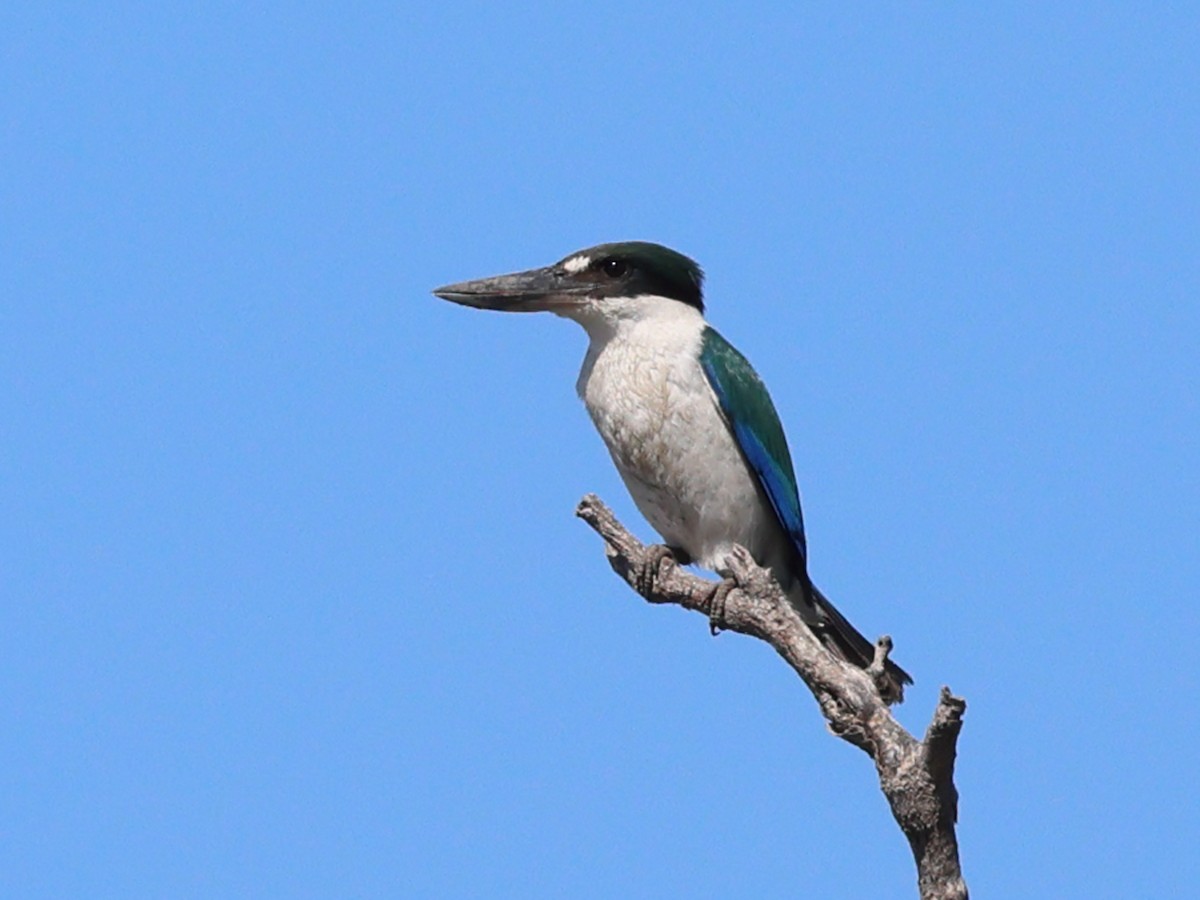 nefrittisfugl - ML644280159