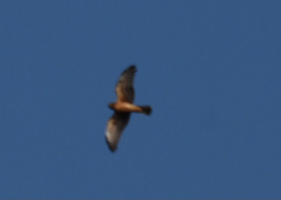 parulahauk - ML644280168