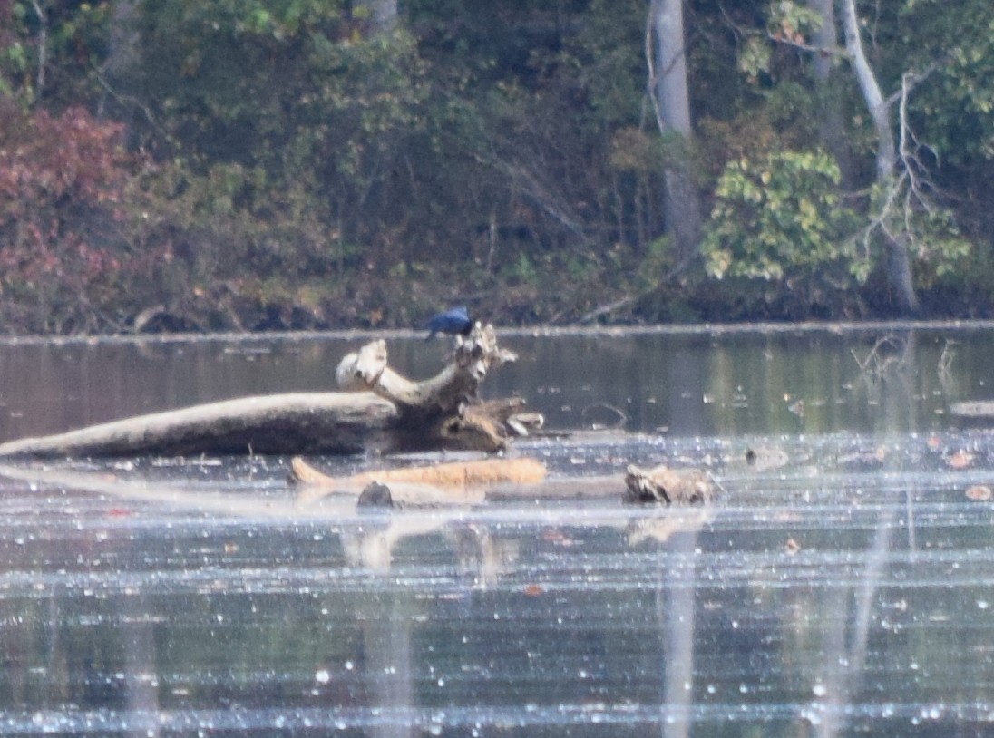 amerikakråke - ML644280171