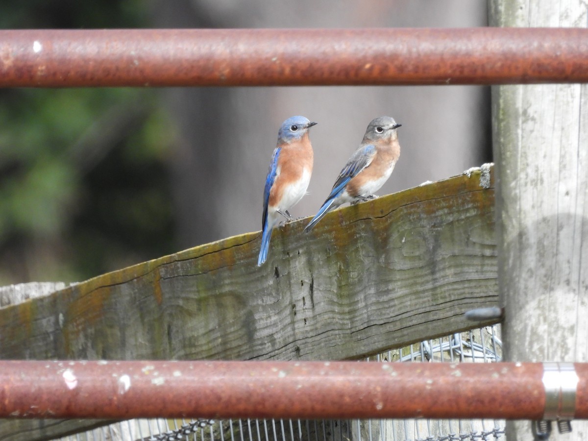 Eastern Bluebird - ML644280172