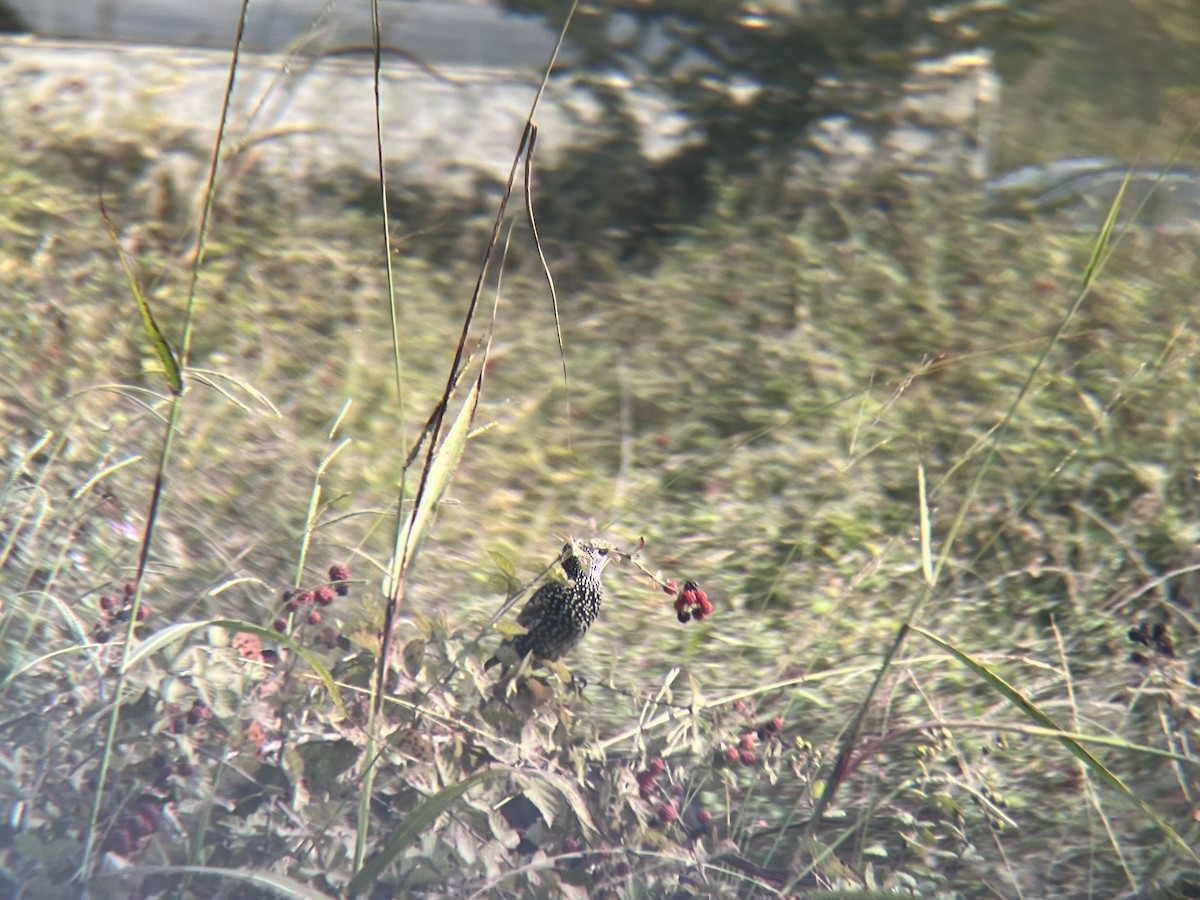 ホシムクドリ - ML644280174