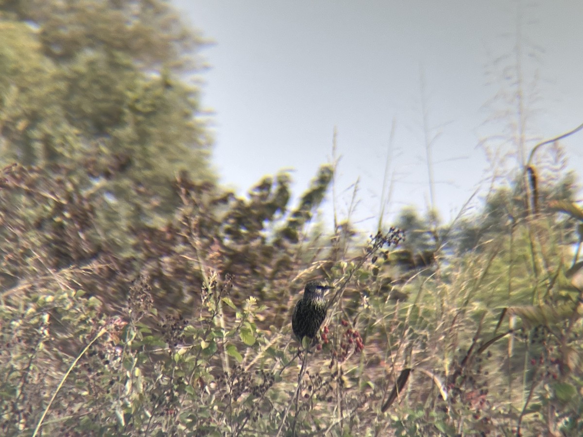 ホシムクドリ - ML644280175