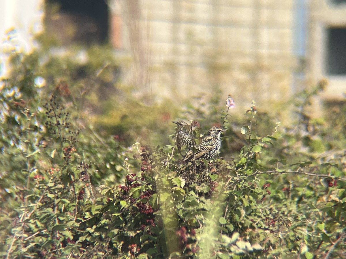 ホシムクドリ - ML644280176