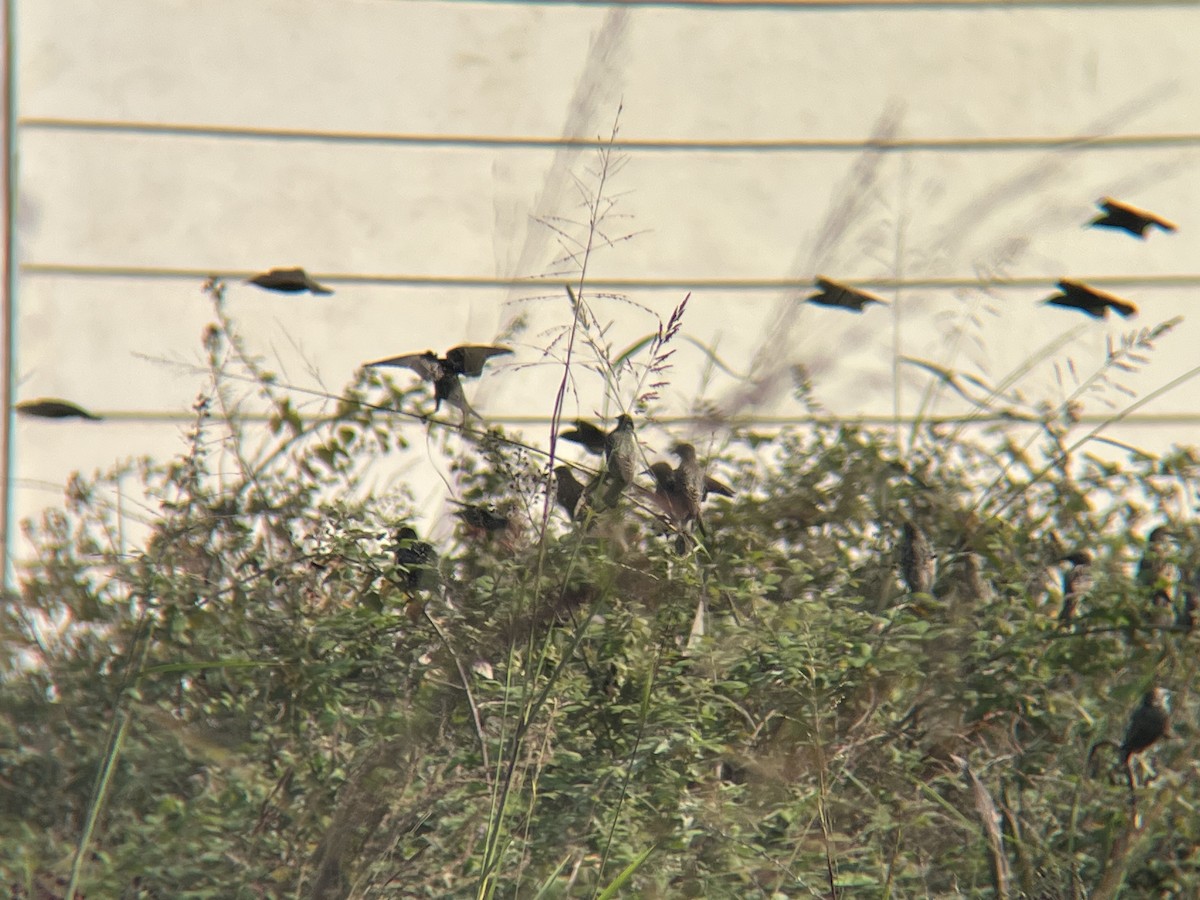 ホシムクドリ - ML644280177