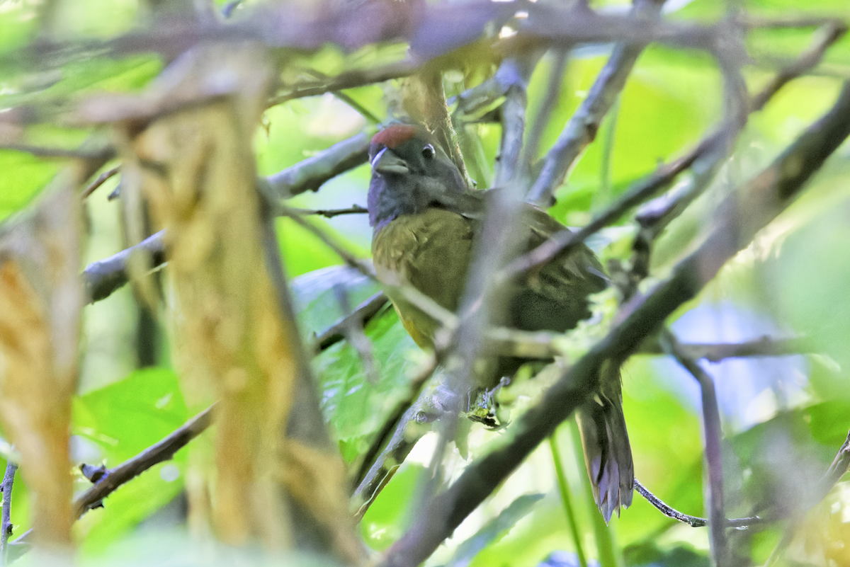 Olive Finch - ML644280183