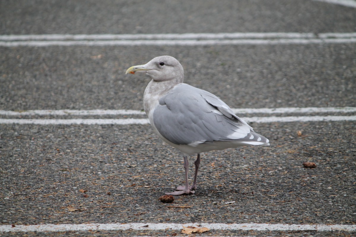 Western x Glaucous-winged Gull (hybrid) - ML644280187