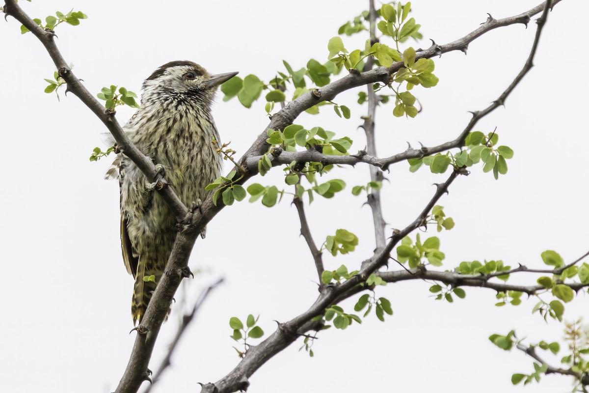 Cardinal Woodpecker - ML644280190