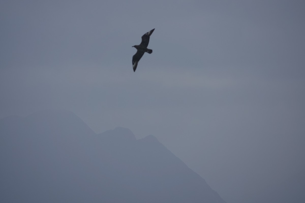 Great Skua - ML644280194