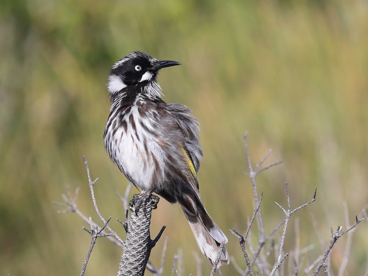 New Holland Honeyeater - ML644280199